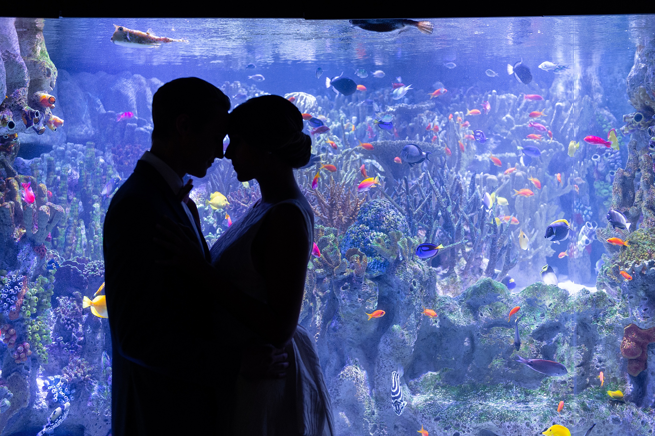 couples portrait in front of fish tank at New England Aquarium