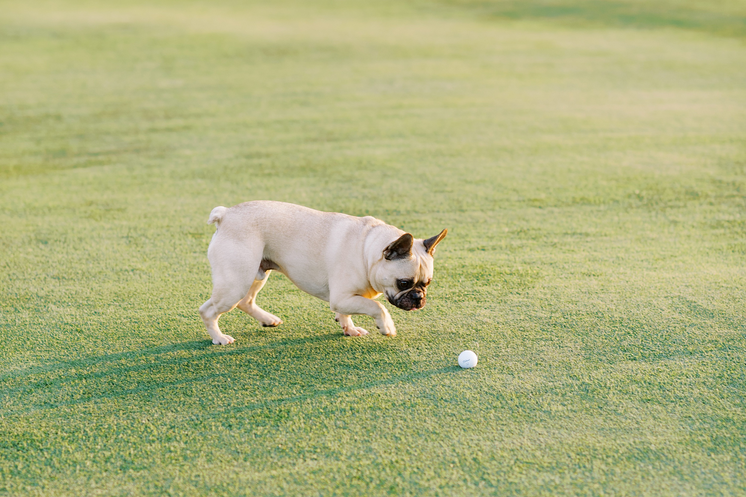 french bull dog chewing golf ball during golf course engagement session