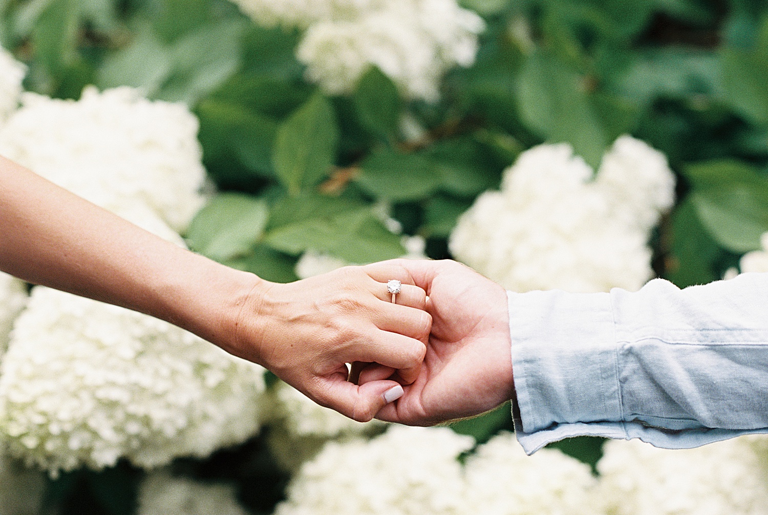 two hands holding each other in front of white flowers by Cape Cod Wedding Photographer