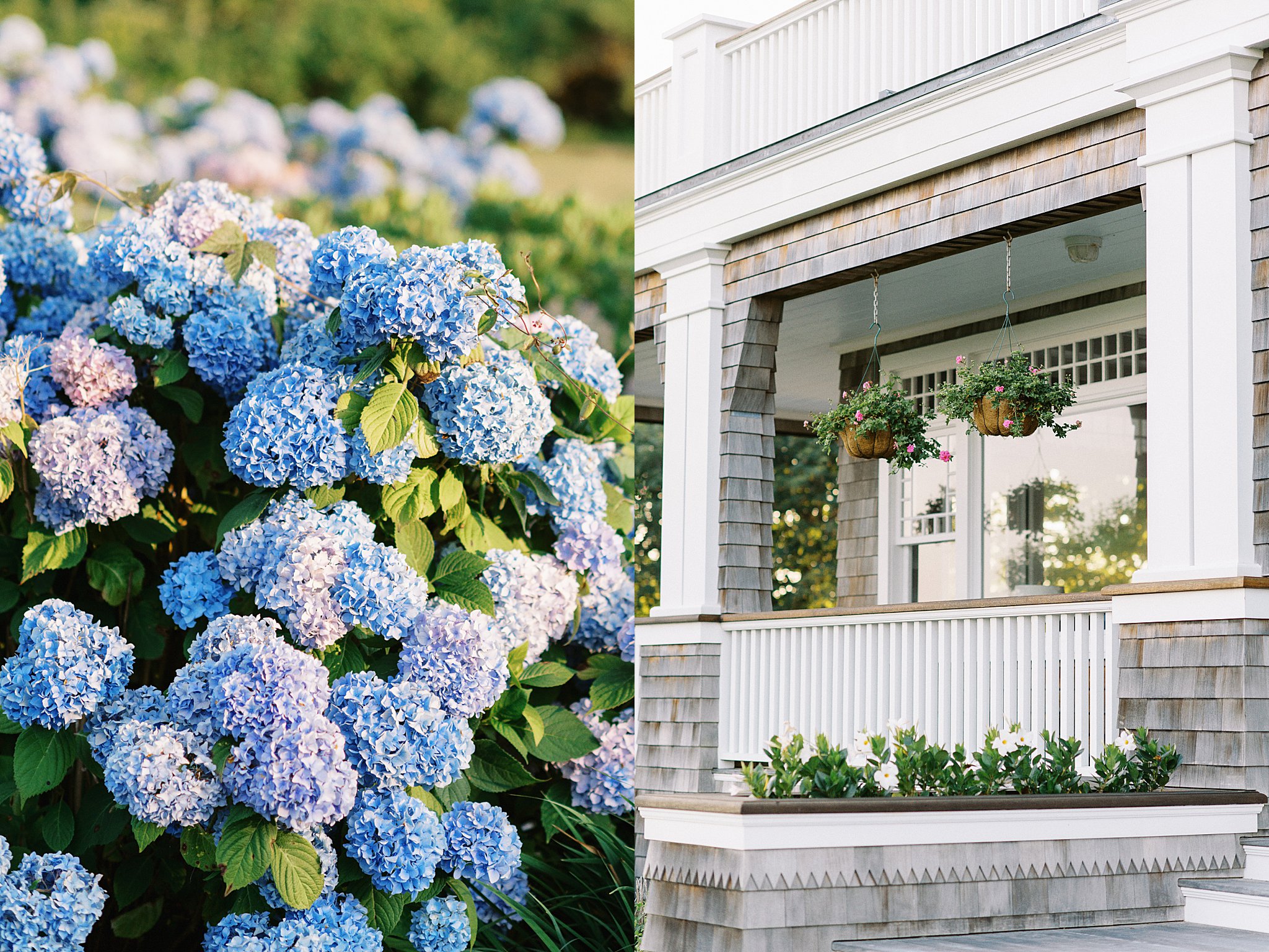 hydrangeas and wooden shingled home by New England photographer