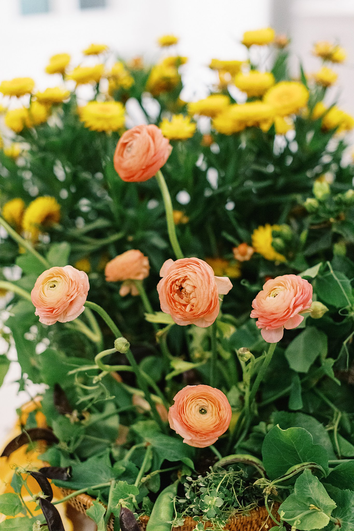 brightly colored ranunculus flowers sprout every direction in arrangement by Lynne Reznick Photography