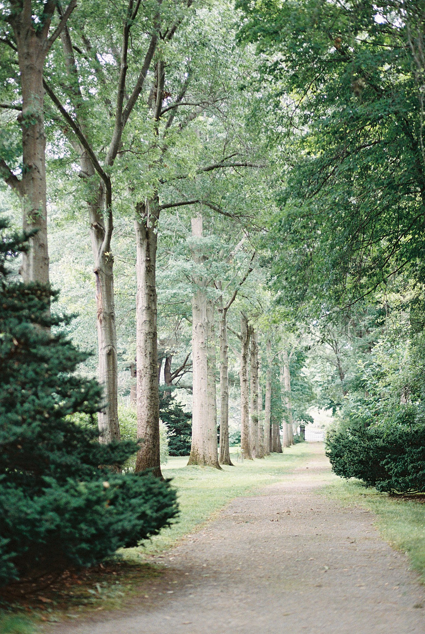 tree-lined path by New England wedding photographer