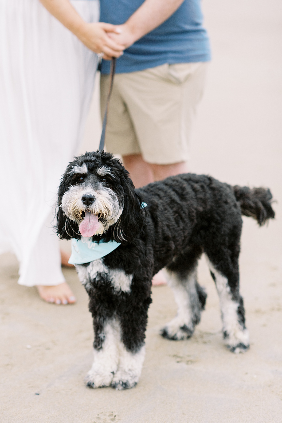 Happy dog stands with her tongue sticking out for Lynne Reznick Photography