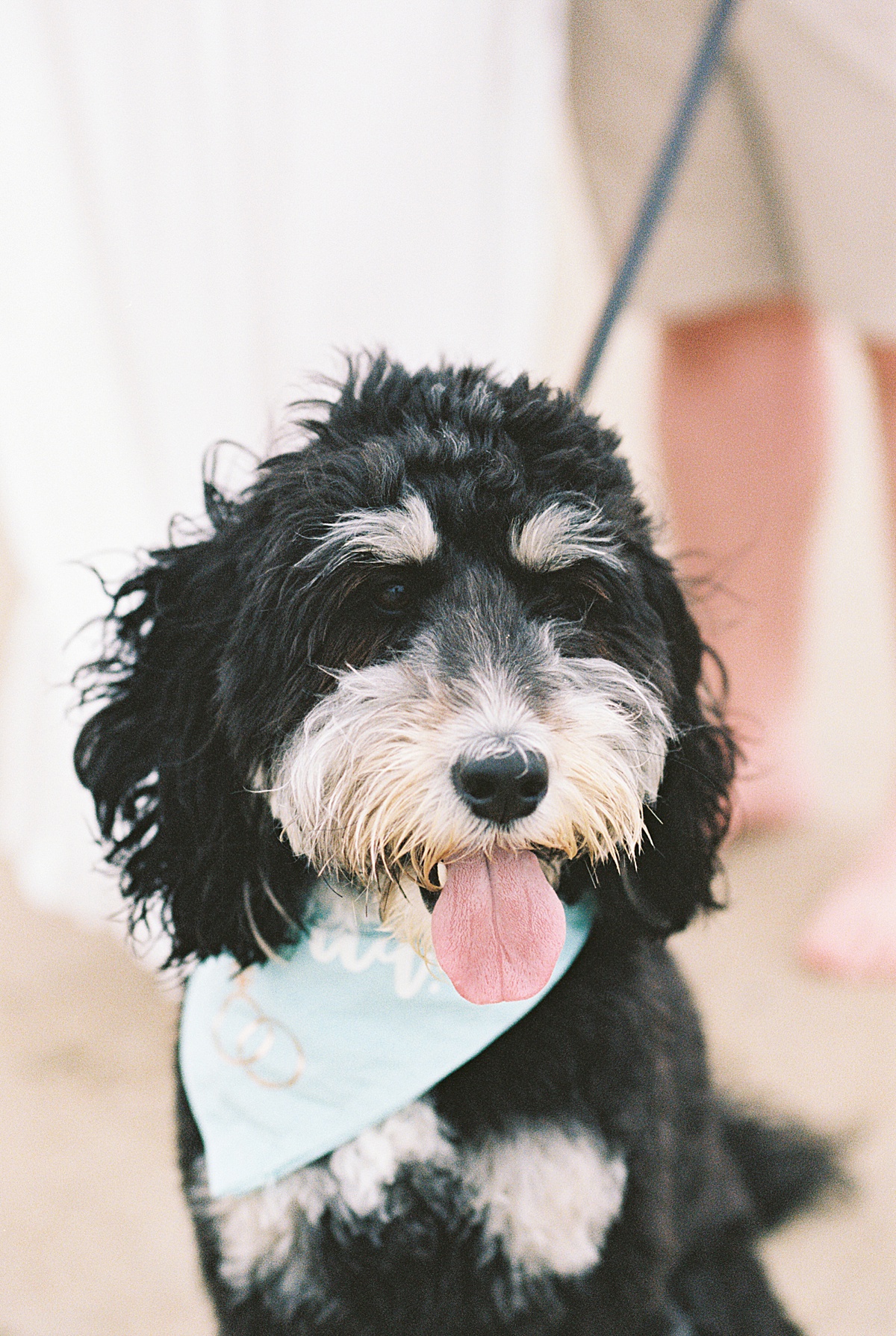 Dog smiles big for Lynne Reznick Photography