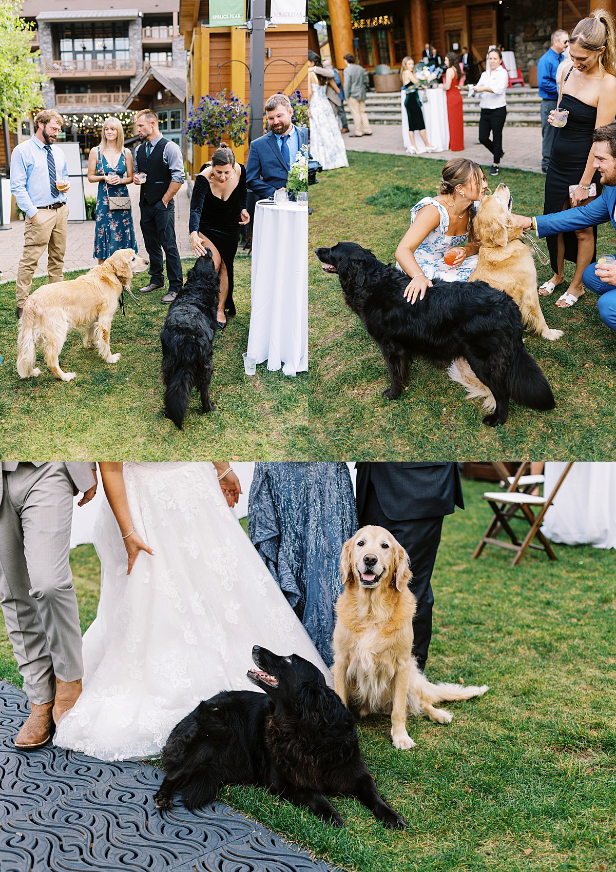 Pup walk around and enjoy the family and friends by Lynne Reznick Photography
