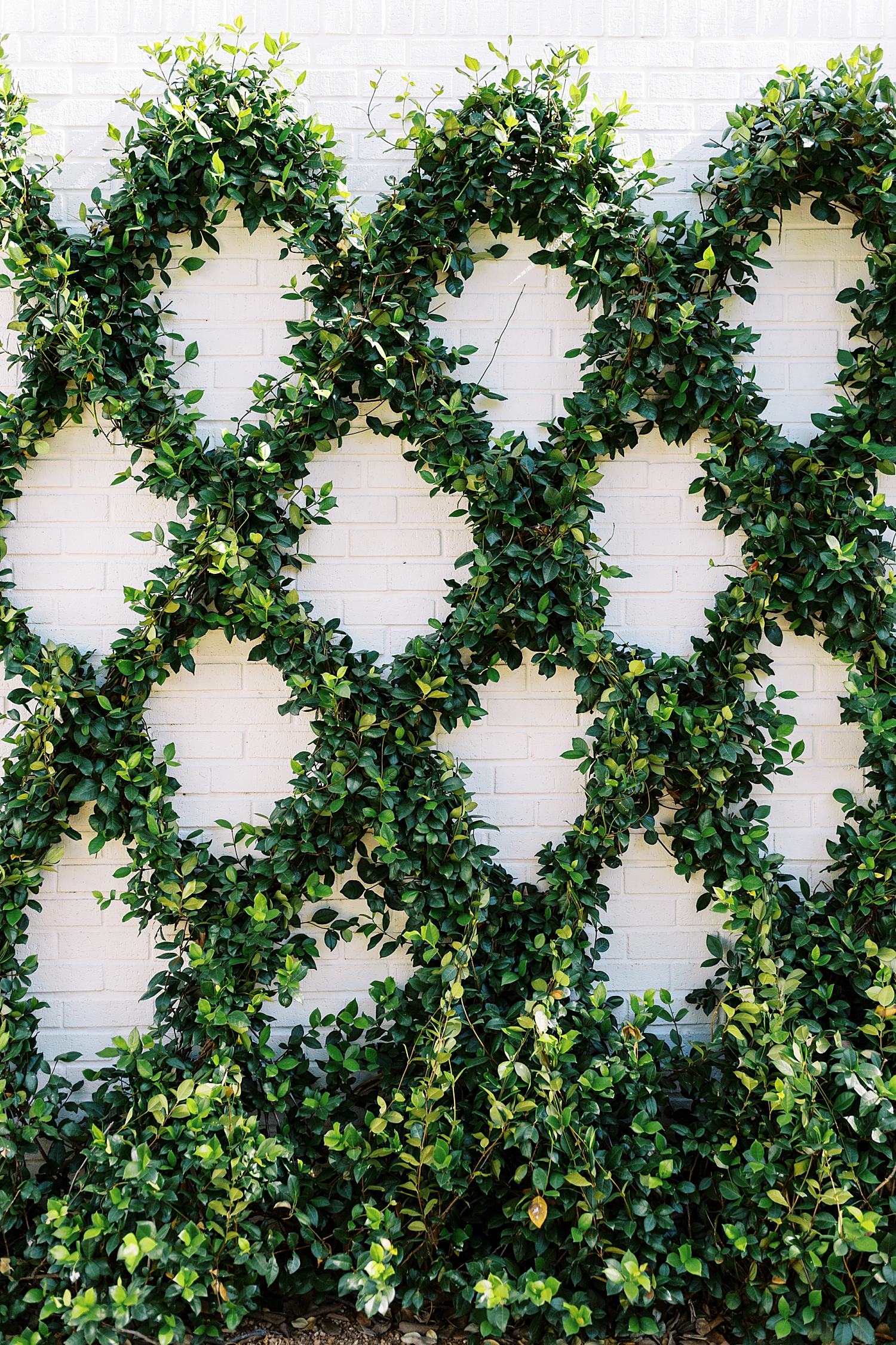 ivy climbs the white brick wall in ceremony courtyard by Lynne Reznick Photography